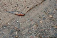 Bifogad bild: IMG_4996.JPG